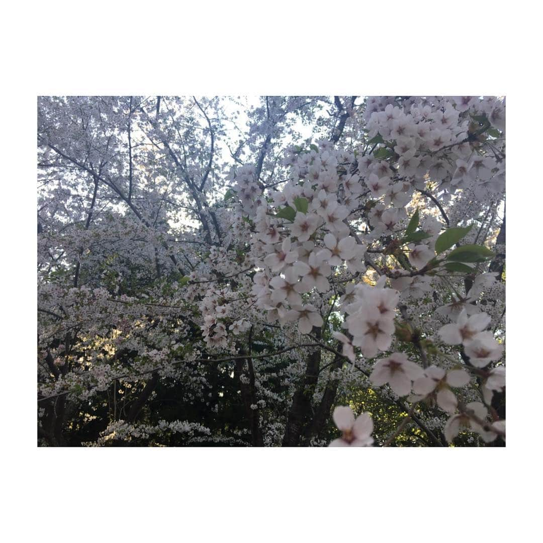 喜多よしかさんのインスタグラム写真 - (喜多よしかInstagram)「梅の花と桜、両方楽しめちゃった🙆‍♀️🌸 ・ 「梅の花は梅の香りがするのだろうか」という疑問に付き合ってくれた優しいちえちゃん😂💓 ・ #結果鼻炎のためわからず #優しい #けいちゃんちえちゃん #ありがとう ❤️ #円山公園 #お花見」5月5日 23時25分 - yoshika_1002_official