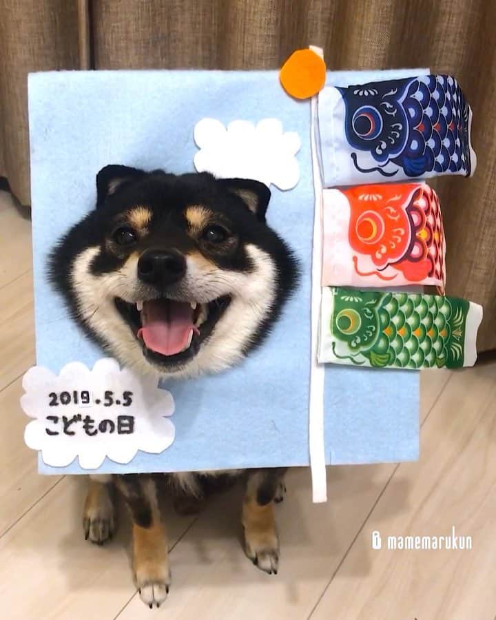 まめ丸のインスタグラム：「* * 今日は『こどもの日』なんだって❣️ ぼくはまだまだこどもでいーや🐶💓 --------------------------------- こいのぼりの顔ハメももう4回目❣️で ブログかいたよ🍀 * Today is Japan’s Children’s Day🐶❤️ ⭐️Mamemaru's cosplay No.11④⭐️ 🎏carp-shaped streamers called 'koi-nobori'🎏 --------------------------------- I updated my blog🐶💓 The URL is in my profile. Please visit it if you have time❣️ * * #はめ丸 シリーズ第１１弾④こいのぼり🎏 #もうすぐ4さいのおこさま🐶💓 #まめスマイル ☺︎ * #柴犬#豆柴#柴#黒柴#犬#わんこ#shiba#shibainu#shibastagram#shibadog#puppy#instadog#dogstagram#dog#instashiba#petstagram#cute#adorable#강아지#doglover#鯉のぼり#こどもの日#こいのぼり#サンデイ#まめ丸こどもの日#まめ丸何の日シリーズ」