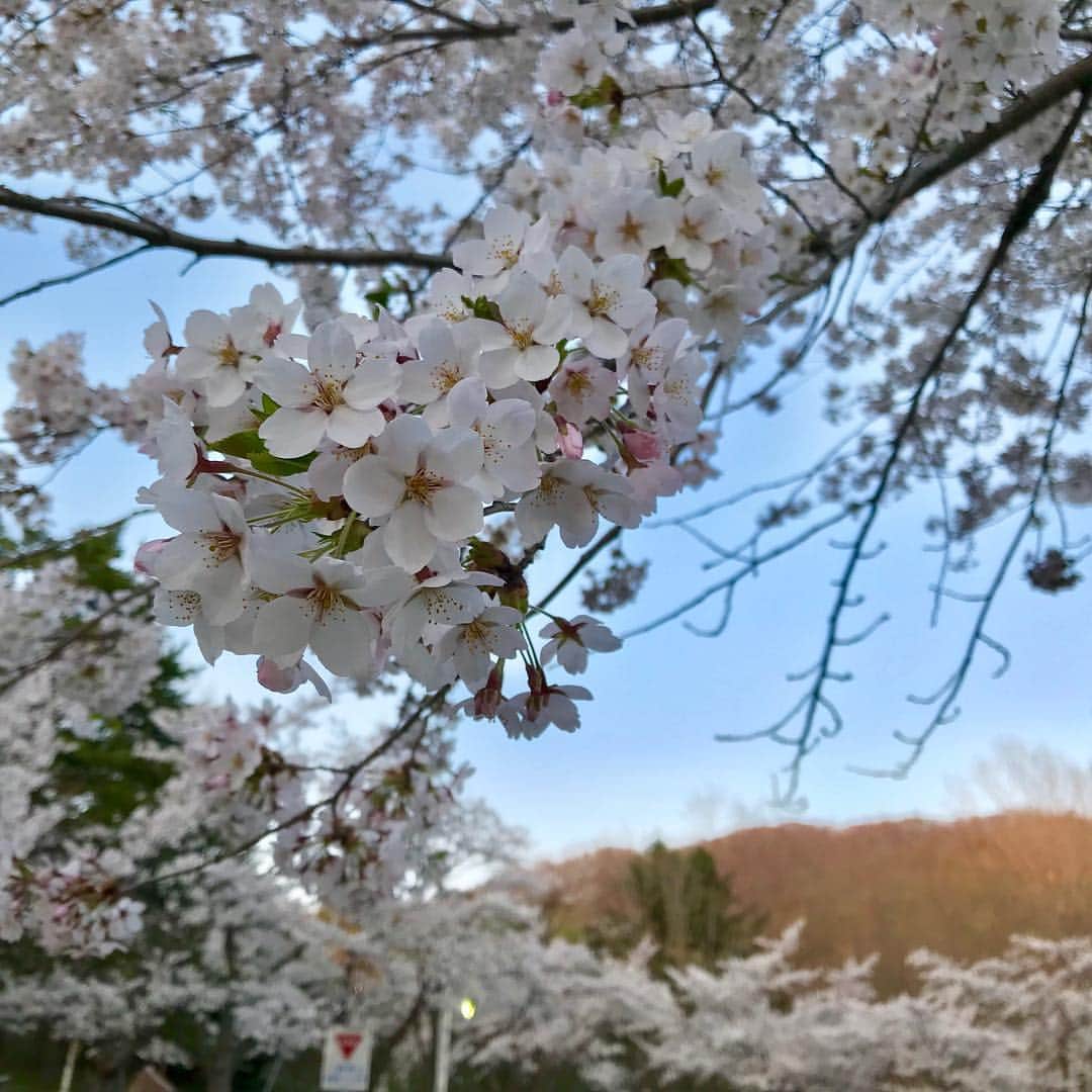 佐藤彩さんのインスタグラム写真 - (佐藤彩Instagram)「今日は空知の桜を愛でてきました🌸  美唄市の東明公園✨ ここは、群生して咲くソメイヨシノの最北地なのだそう。 ソメイヨシノやエゾヤマザクラを中心に約2000本もの桜が私たちの目を楽しせてくれます😊 今日は、ちょうど満開でした🌸 ソメイヨシノの桜並木がとても美しかったですよ〜🌸 ちょいと夕暮れ時になってしまいましたが…これはこれで😊  東明公園の前に立ち寄ったのは… 奈井江町の、にわ山森林自然公園✨ 山の中で自然らしさが出ている桜スポットです🌸 このにわ山には、約1800本のエゾヤマザクラなどの桜が植えられていて、展望台へ向かう途中には桜のトンネルもあります🌸 そして展望台へ向かうと… 先週、朝刊さくらいにメッセージいただいた、奈井江町の太田精器さんが作っている、スーパーモンスターウルフ🐺 健在でした！ しっかり見張りをしていて… インスタスポットになっているようです🐺  手前に町並み、田園風景、その奥に樺戸連山が見える絶景スポット。 ただただ、この景色を眺めていたくなる、そんな場所です😊  今日は気温が上がったので、ソフトクリームもより美味しく感じました🍦  #美唄 #東明公園 #桜満開 #ソメイヨシノ #奈井江 #にわ山森林自然公園 #ないえさくら祭り #エゾヤマザクラ #スーパーモンスターウルフ #ソフトクリーム日和 #佐藤彩」5月5日 23時30分 - hbc_ayasato