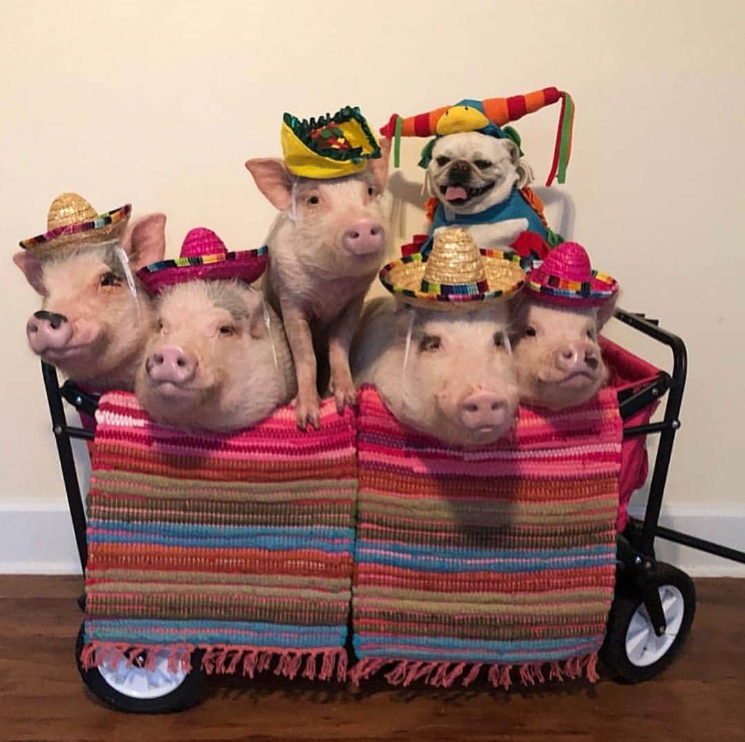 Priscilla and Poppletonさんのインスタグラム写真 - (Priscilla and PoppletonInstagram)「Taco ‘bout a party wagon! Happy #CincoDeMayo everyone! Who wants us to roll into their party? Pop has the pigarita mix.🐷🌮🍹#partyanimals #may5th #cincodemayoparty #tacos #pigaritas #Pigtailthepug #PiggyPenn #PoseyandPink #PrissyandPop」5月5日 23時33分 - prissy_pig