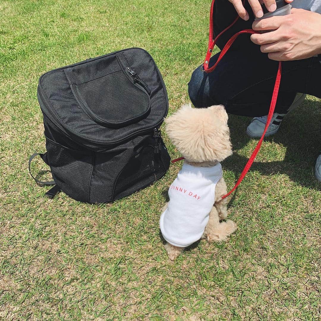 mizuのインスタグラム：「おやつ待ちの後ろ姿がかわいくて♡ . #lotta_lotta #dogstagram #toypoodle #teacuppoodle  #トイプードル #ティーカッププードル #わんこ #犬との暮らし #わんこのいる生活 #winsun」