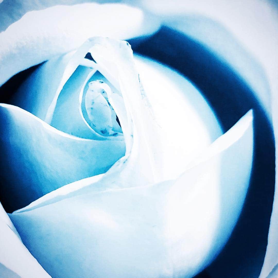 江田由紀浩さんのインスタグラム写真 - (江田由紀浩Instagram)「花の真ん中らへん。」5月5日 23時50分 - eda_yukihiro