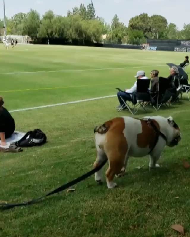 DogsOf Instagramのインスタグラム：「“This goofy, chunky Bulldog is the mascot at the University of Redlands. She enjoys entertaining the crowd at soccer and lacrosse games by rolling down hills.” writes @urmascot  #dogsofinstagram」
