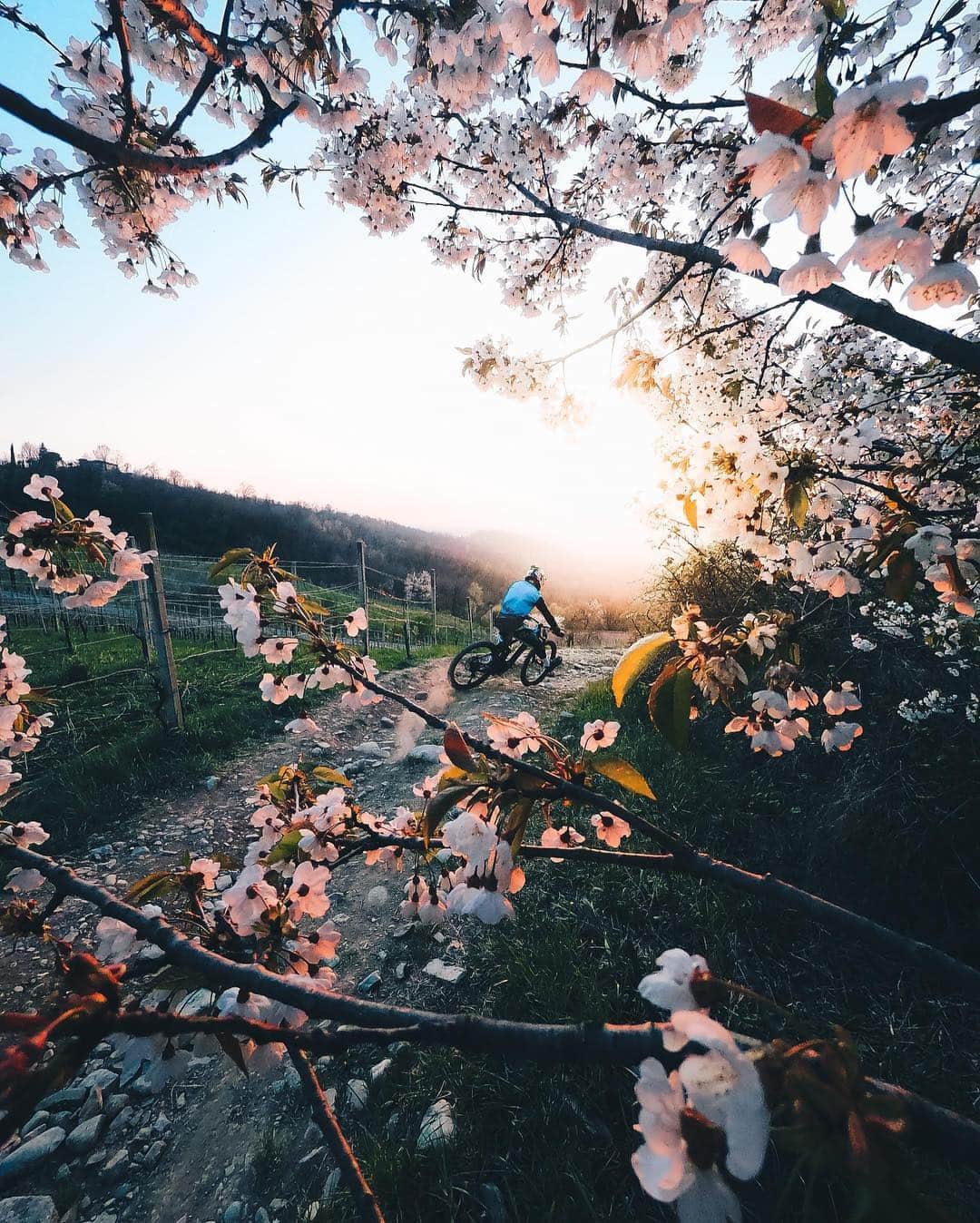 goproさんのインスタグラム写真 - (goproInstagram)「Photo of the Day: Blossoms, biking + a sunset. Solid week end with @fontanaprorider + #GoProFamily member @simonearmanni. • • • Shot on #GoProHERO7 Black 📷 @GoProIT #GoProIT #GoProMTB #GoPro #SundayFunday #MTB #🌸」5月6日 0時08分 - gopro