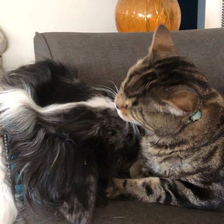 のインスタグラム：「Kisses for my sister 💕 #sisters #sisterlove #catsanddogs #aliencatmatilda #catsofinstagram #dogsofinstagram #caturday #yourdailycat #love #kisses」