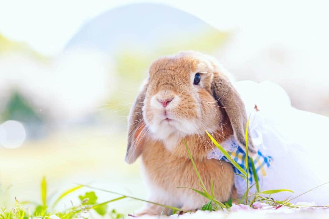 usagraphさんのインスタグラム写真 - (usagraphInstagram)「今日 #うさぎしんぼる展 のパネルと物販商品郵送してきました😆 はー、スッキリ！w あとは搬入を迎えるのみです✨ 少しだけ雪柳の新作パネルを追加したのでご覧くださいませ😌 ＊ ＊ ＊ #うさぎ #rabbit #bunny #ふわもこ部  #WeeklyFluff #igersjp  #instabunnies #tokyocameraclub #東京カメラ部  #bunnystagram  #今日もX日和  #うさぎ部 #ホーランドロップ #hollandlop  #アニマル写真部  #ファインダー越しの私の世界 #team_jp_西 #igers  #ig_japan #うさんぽ」5月6日 0時14分 - usagraph