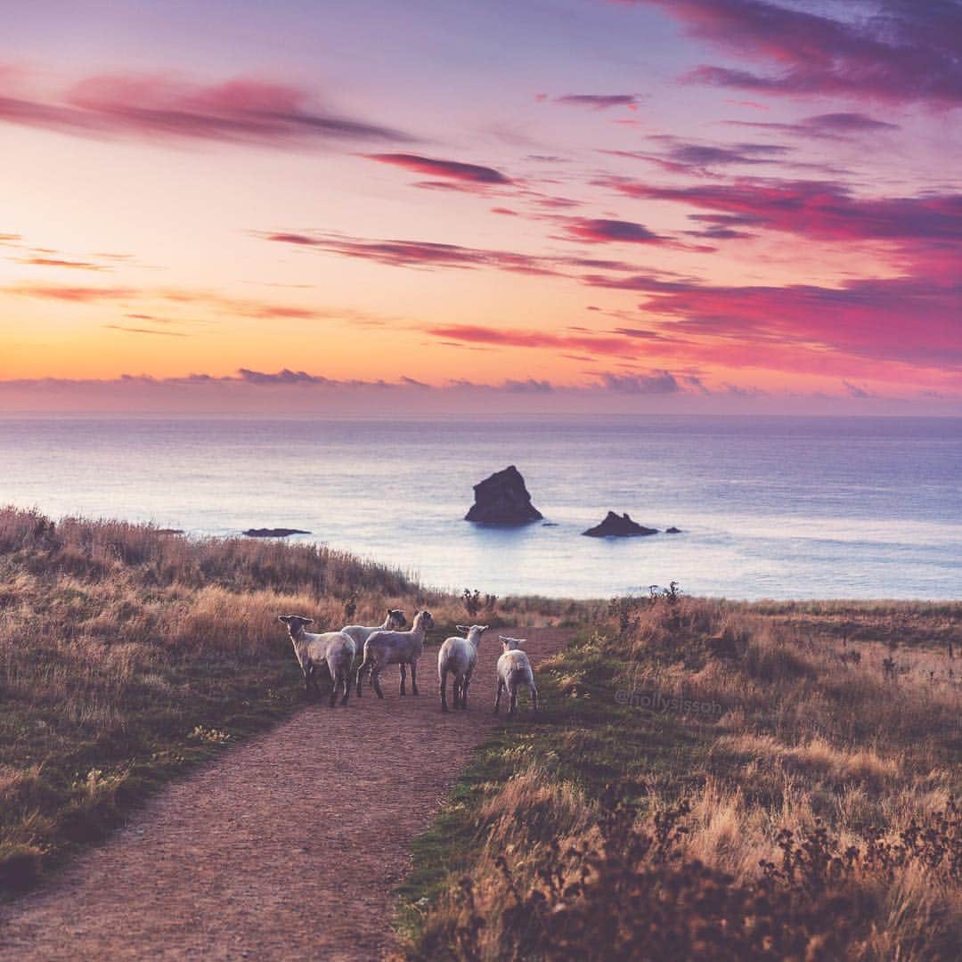 Holly Sissonさんのインスタグラム写真 - (Holly SissonInstagram)「Sunrise Sheep #newzealand #sunrise ~ Canon 5D MkIV + 24–70 f2.8L II @ 70mm f2.8 (See my bio for full camera equipment information plus info on how I process my images. 😊) ~ #pickmotion」5月6日 0時14分 - hollysisson
