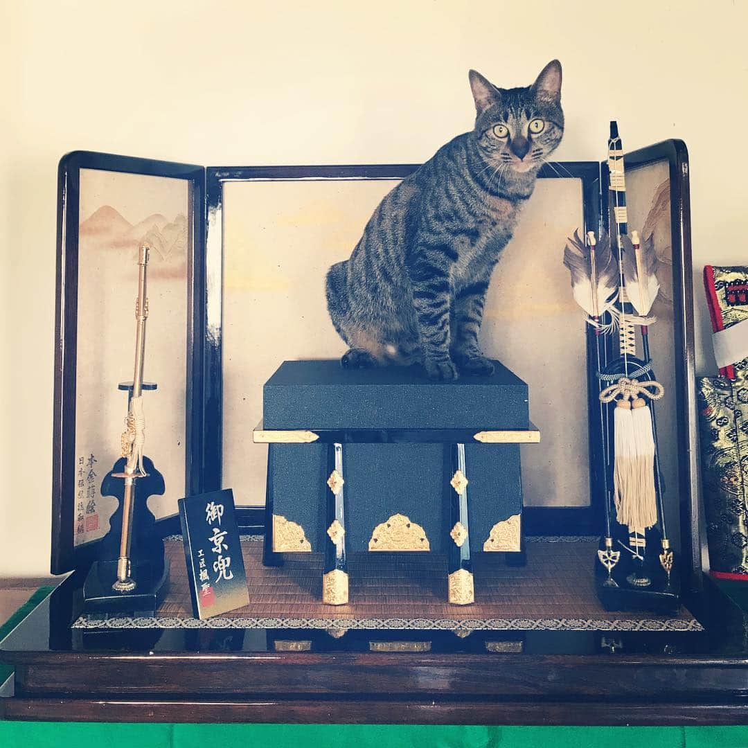 makicocomoのインスタグラム：「Drill sit down like as ‘Gogatsu ningyo’. 5月5日こどもの日、五月人形とこいのぼりを何とか飾りました。 鎧兜を乗せる前に、ドリルお出ましです。  元気でヘトヘトに過ごしています！ 連休最後の2日間、兄2人がそれぞれ合宿に出ていて、旦那さんも仕事でおらず、家の中がいつもより広く感じられます…。 でもなぜだろう、忙しさは変わらない… いつも上2人に助けられてたんだと実感してしまいます。 帰ってくる明日が楽しみです。」