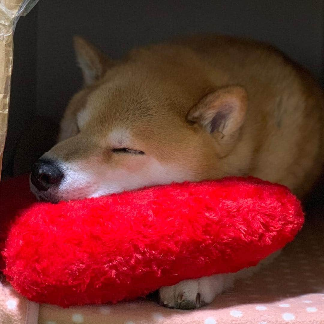 まる（まるたろう）さんのインスタグラム写真 - (まる（まるたろう）Instagram)「Good night!!✨🐶💤✨明日は子供の日の振り替えらしいね🤔 #って事は #むふふのふアゲインかな☺️ #あるかな #忘れてるかもだから #リマインドしないとね」5月6日 0時16分 - marutaro