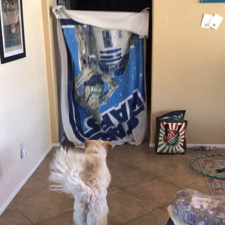 モーガン・キングのインスタグラム：「In honor of Fergus’ 5th birthday today and all the #StarWars things going on. My dogs never want to play my games.」