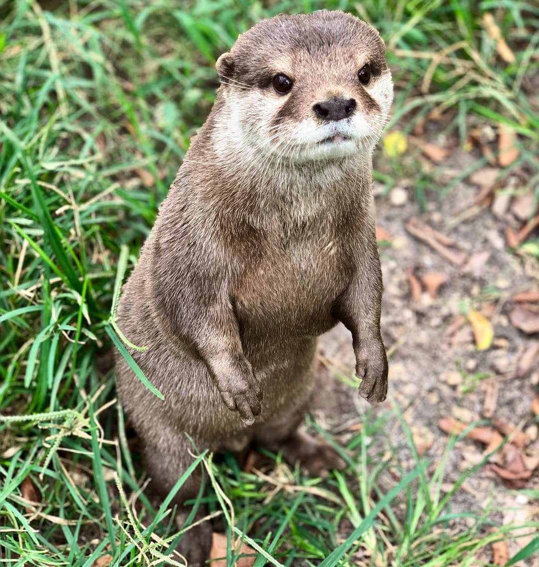 Zoological Wildlife Foundationさんのインスタグラム写真 - (Zoological Wildlife FoundationInstagram)「There’s no “other” cuter than an otter🐾 . #smallclawedotter #otter #conservation #zwfmiami #zwf」5月6日 0時34分 - zwfmiami