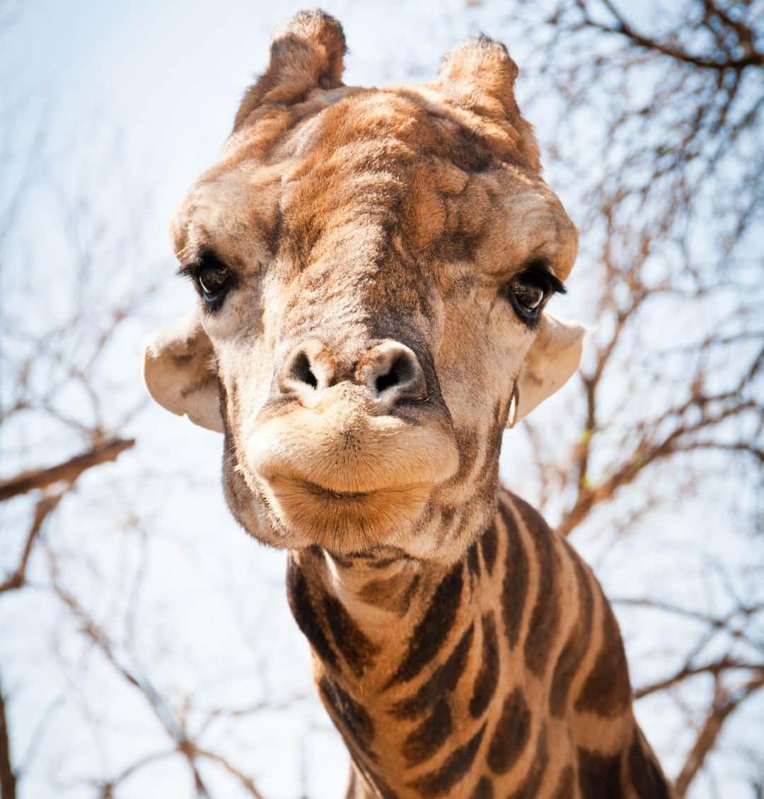 アニマルプラネットさんのインスタグラム写真 - (アニマルプラネットInstagram)「Don't you just want to give this giraffe a big boop?! . . . . . #animalsofinstagram #animalplanet #animaloftheday #wild #wildlife #outdoors #animals #wildanimals #conservation #nature #animallovers #instanature #wildgeography #giraffe」5月6日 1時00分 - animalplanet