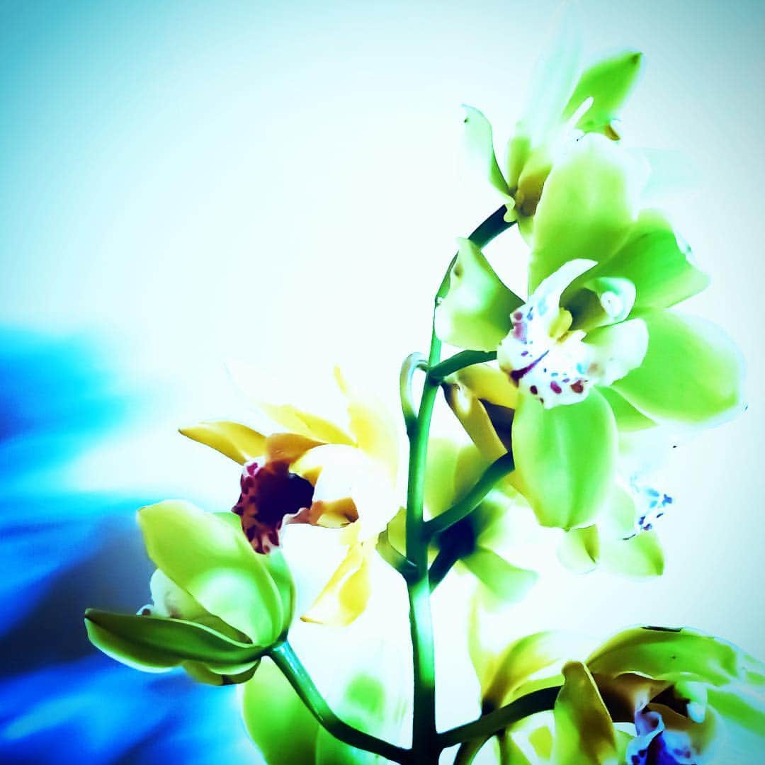 江田由紀浩さんのインスタグラム写真 - (江田由紀浩Instagram)「また花。 #花」5月6日 1時02分 - eda_yukihiro