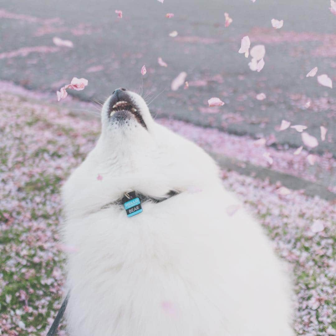 Loki the Corgiさんのインスタグラム写真 - (Loki the CorgiInstagram)「(Bear thought treats were falling from the sky)」5月6日 1時20分 - lokistagram