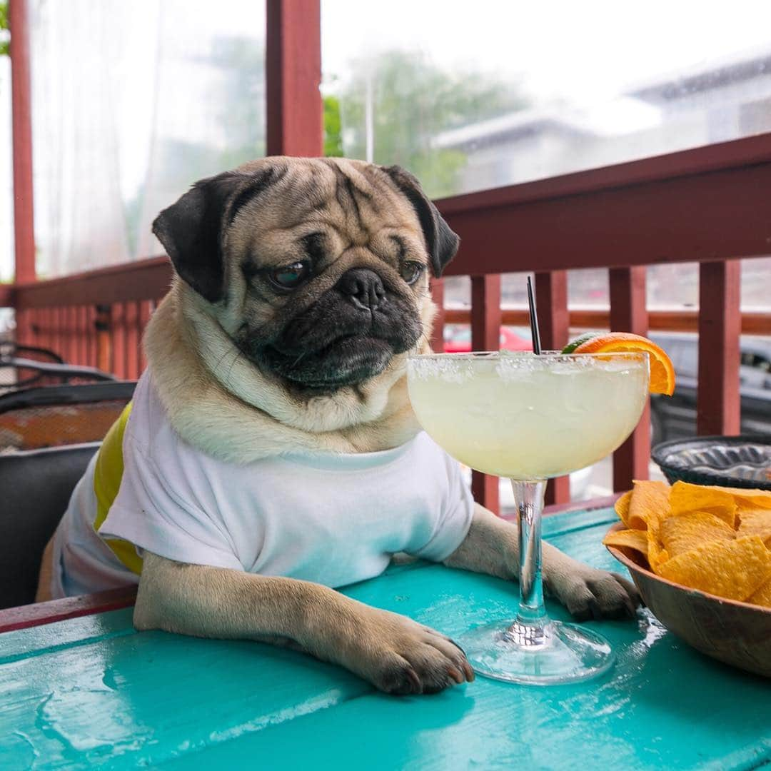 itsdougthepugさんのインスタグラム写真 - (itsdougthepugInstagram)「“‪I’m too cute to drink alone‬” -Doug」5月6日 1時25分 - itsdougthepug