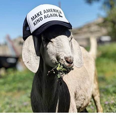 モービーさんのインスタグラム写真 - (モービーInstagram)「Amazing goat headwear, although I take issue with ‘again’, as I’m just not sure if the U.S has ever been categorically kind. We’ve had some great luminaries and leaders, but underneath it all has always been violence and institutional racism and misogyny and bigotry. @farmanimalrefuge」5月6日 1時26分 - moby