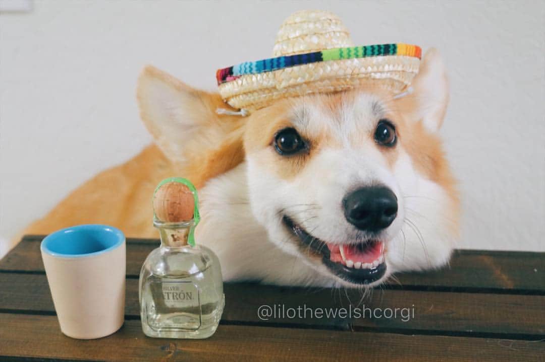 Liloさんのインスタグラム写真 - (LiloInstagram)「Happy Cinco de Mayo woof! My human loves drinking this I’m not sure why woof... #cincodemayo」5月6日 1時40分 - lilothewelshcorgi
