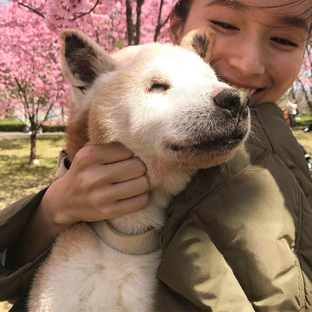 吉竹美聡さんのインスタグラム写真 - (吉竹美聡Instagram)「私が小学生の頃から一緒に暮らしてきた兄弟のような存在の愛犬、柴犬の力(Riki)✨♂✨ . 新元号が発表され、令和を迎えようね✨って約束を守ってくれてありがとう🤝💋 16年3カ月、 たっっっくさんの思い出と、 たっっっくさんの大切な事を 教えてくれて、 本当に本当に本当にありがとう❤️🐕❤️ . 今までキャンプやお散歩、家族みんなで一緒に色んな所に行き色んな景色を見てきました🏖☀️⛰🚗🚣‍♂️🌷🌹 . 命あるもの、いつかは訪れる最期を覚悟しながら毎日大切に過ごしてきたものの、やっぱりまだまだ信じられなくて心がポッカリと空いたようで寂しすぎます。。 . 歳を重ねてくると足腰がだんだん弱くなってきて、ご飯も工夫して、ラバーソックスや足裏ケアやマッサージ、色々試みては復活劇を見せてくれたリキ。 家族一致団結協力しあってきたから絆も深まりました。 . もっともっと介護してあげたかったという想いはキリが無いほど込み上げてきますが、 よく頑張ってくれたリキの生き方に恥じぬように、私達も頑張っていきたいと思います🌸 . 家族みんな揃ってお見送りが出来て本当に良かったです🌈 リキの誕生日1月25日と 命日の5月1日、そして毛並みの感触、声、匂い、歩く音、溢れる思い出を一生忘れません。 ずっとずっと大切でだいすきだよ、リキ👨‍👩‍👧🐕💕💕💐 . . .  #柴犬 #老犬介護 のハッシュタグを見ては 同い年くらいの可愛いワンちゃん達を見ながらみなさんの工夫を学ばせてもらったり癒されていました✨🙏🏼」5月6日 1時44分 - misatoy