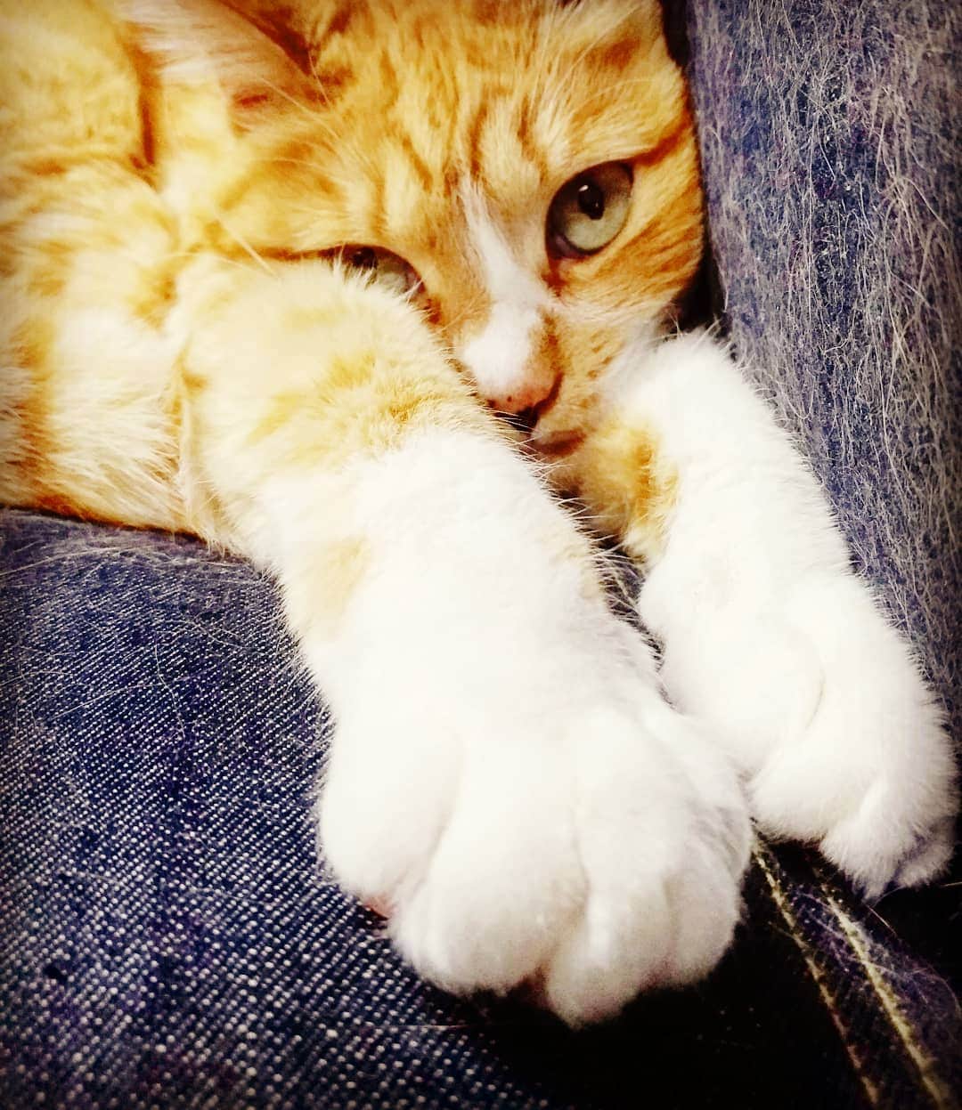 高口里純さんのインスタグラム写真 - (高口里純Instagram)「むぎゅ　的な😼それにつけてもソファーは猫毛だらけという…🐱何はともあれ、おやすみなさい～  #猫#ねこすたぐらむ #にゃんすたぐらむ #茶トラ猫#おやすみなさい💤  #cat#kitty#pet#goodnight」5月6日 2時10分 - takaguchijay