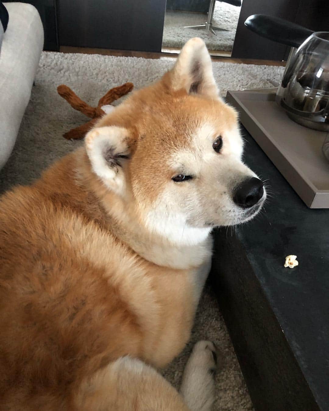 Mikkaのインスタグラム：「That face when he wants something from you, but you don’t have a clue what it could be... 🤔 #akita #akitainu #dog #dogface」