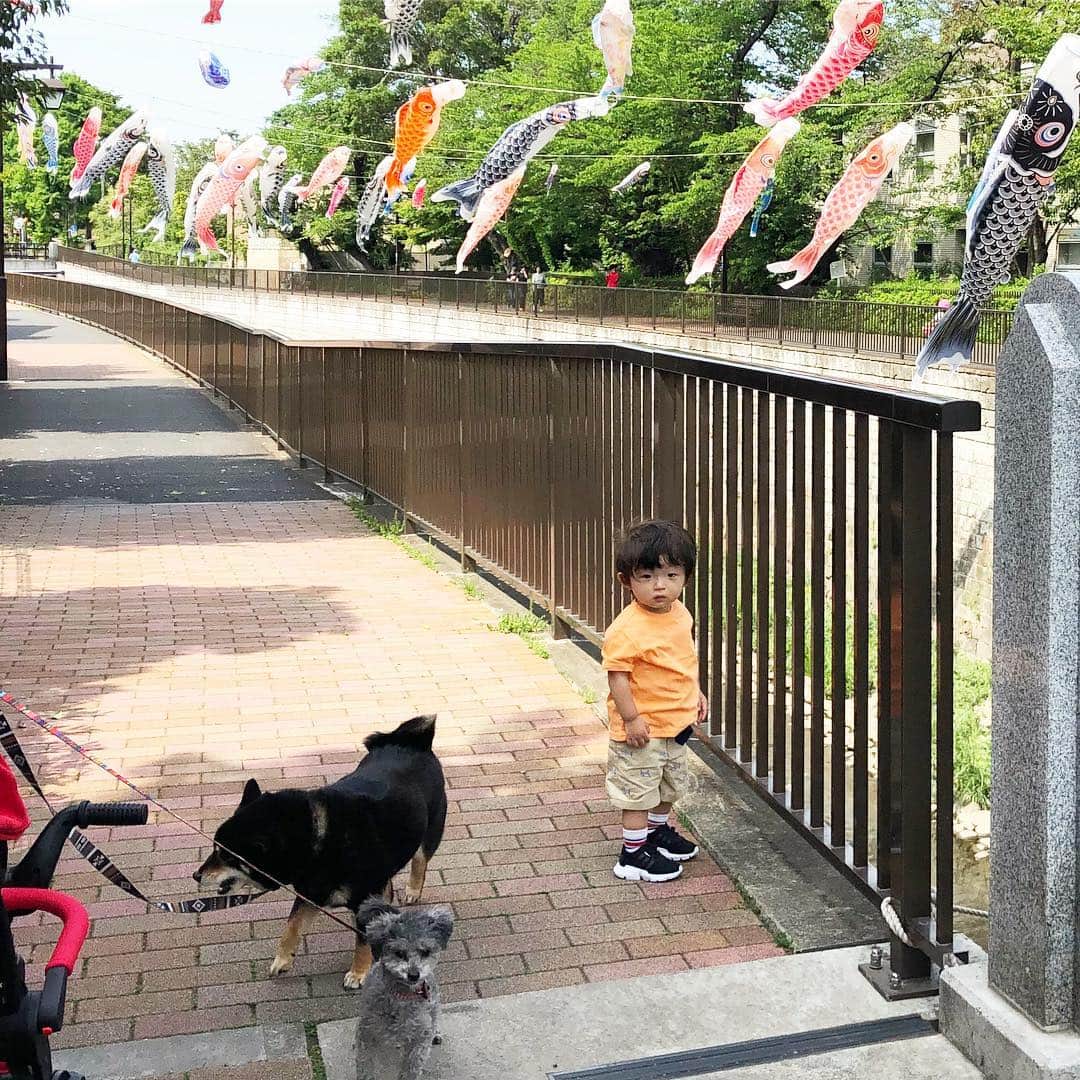 中村獅童さんのインスタグラム写真 - (中村獅童Instagram)「こどもの日 #鯉のぼり #プーちゃん #エル #陽喜」5月6日 2時57分 - shido_nakamura
