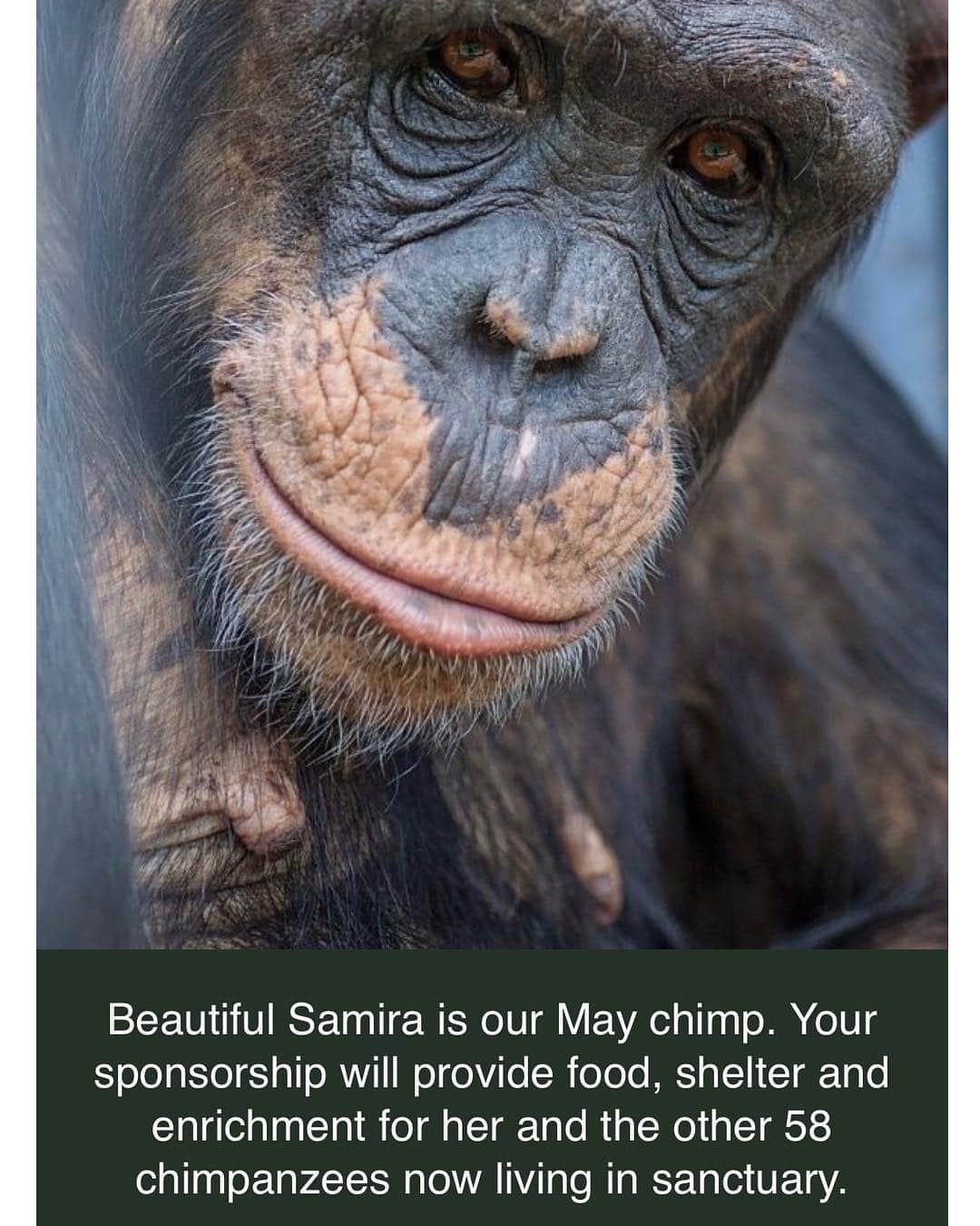 ダン・ブカティンスキーさんのインスタグラム写真 - (ダン・ブカティンスキーInstagram)「Mothers Day is in a week! Time is running out! Why send flowers or a card when you can show the mom in your life how much you care with a real gift from the heart - a gift that helps a former research chimpanzee.  #ProjectChimps ——-> Link in bio」5月6日 3時04分 - danbucatinsky