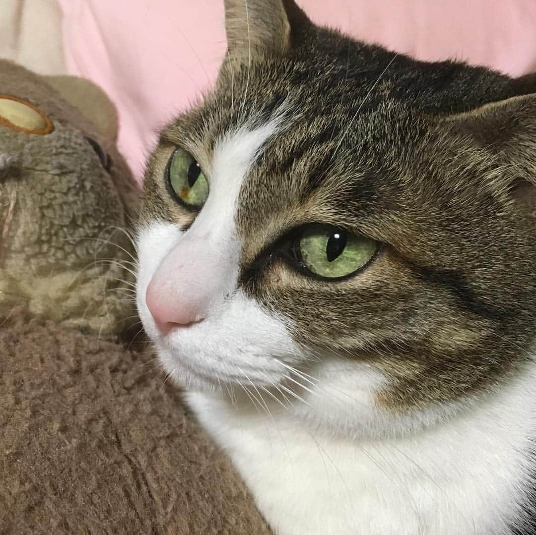 lululukululuさんのインスタグラム写真 - (lululukululuInstagram)「うちの子達 ｌul u&kululu 😸🌸😸 #ねこ#ネコ#猫#cat」5月6日 3時15分 - tajitajicat