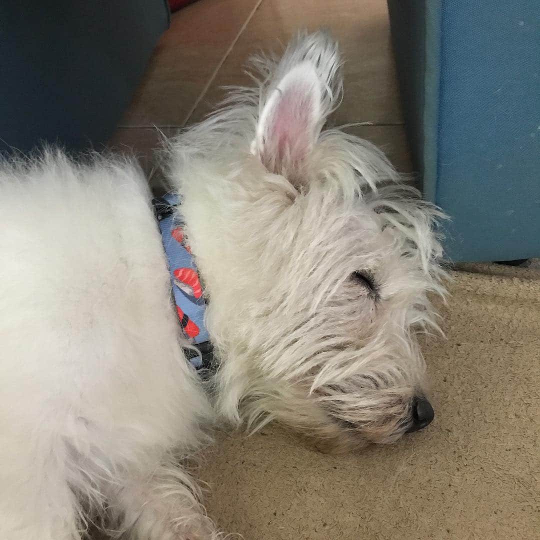 Hoykong&Plamuekのインスタグラム：「Too hot to go outside. #plamuek_westies」