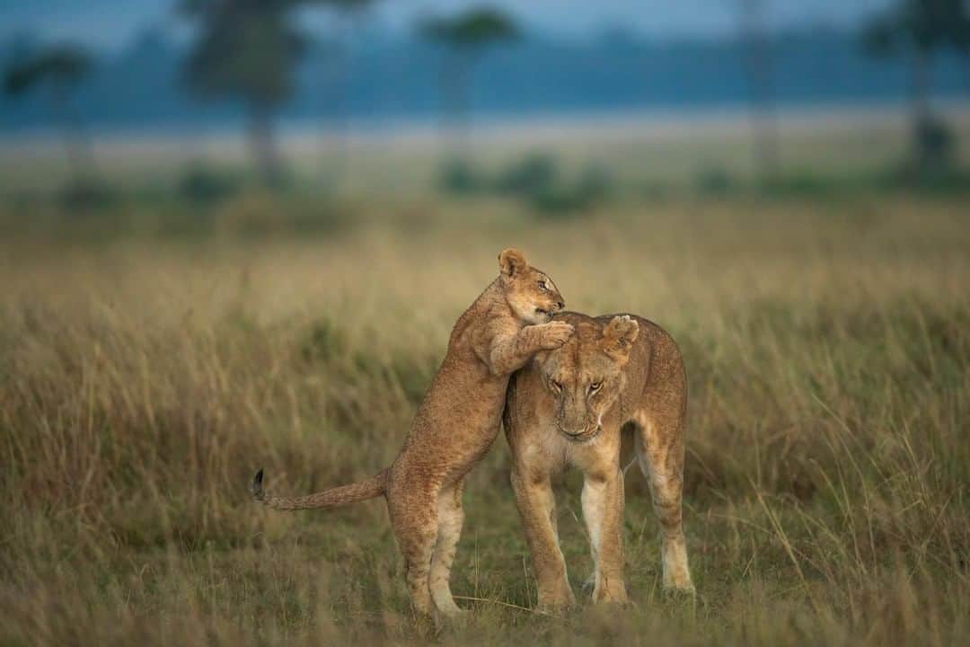 Canon Asiaさんのインスタグラム写真 - (Canon AsiaInstagram)「“This is a photo of a playful two-month-old cub. I took this on a misty morning at the Masai Mara National Reserve. I waited for the perfect moment to get this shot.” Be it in the city 🌆 or the wilderness 🌳, a mother’s love is everywhere. Isn’t this shot of a cub and its mum heartwarming? 🦁 • 📷 Image by Ramachandirangovindaraj on My Canon Story using the Canon EOS-1D X Mark II | f/4 | 1/1000s | ISO 1250 | 500mm  Want your photos to be featured too? Tag them with #canonasia or submit them on My Canon Story, link in bio!  #canonasia #photography #canon #canonphotography #wildlifephotography #wildlife #kenya #wildlife_shots #wildlifeonearth」5月6日 12時50分 - canonasia