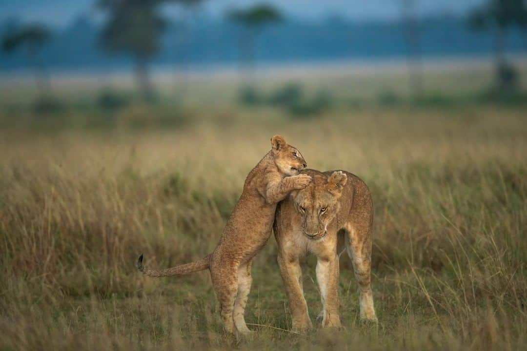 Canon Asiaのインスタグラム：「“This is a photo of a playful two-month-old cub. I took this on a misty morning at the Masai Mara National Reserve. I waited for the perfect moment to get this shot.” Be it in the city 🌆 or the wilderness 🌳, a mother’s love is everywhere. Isn’t this shot of a cub and its mum heartwarming? 🦁 • 📷 Image by Ramachandirangovindaraj on My Canon Story using the Canon EOS-1D X Mark II | f/4 | 1/1000s | ISO 1250 | 500mm  Want your photos to be featured too? Tag them with #canonasia or submit them on My Canon Story, link in bio!  #canonasia #photography #canon #canonphotography #wildlifephotography #wildlife #kenya #wildlife_shots #wildlifeonearth」