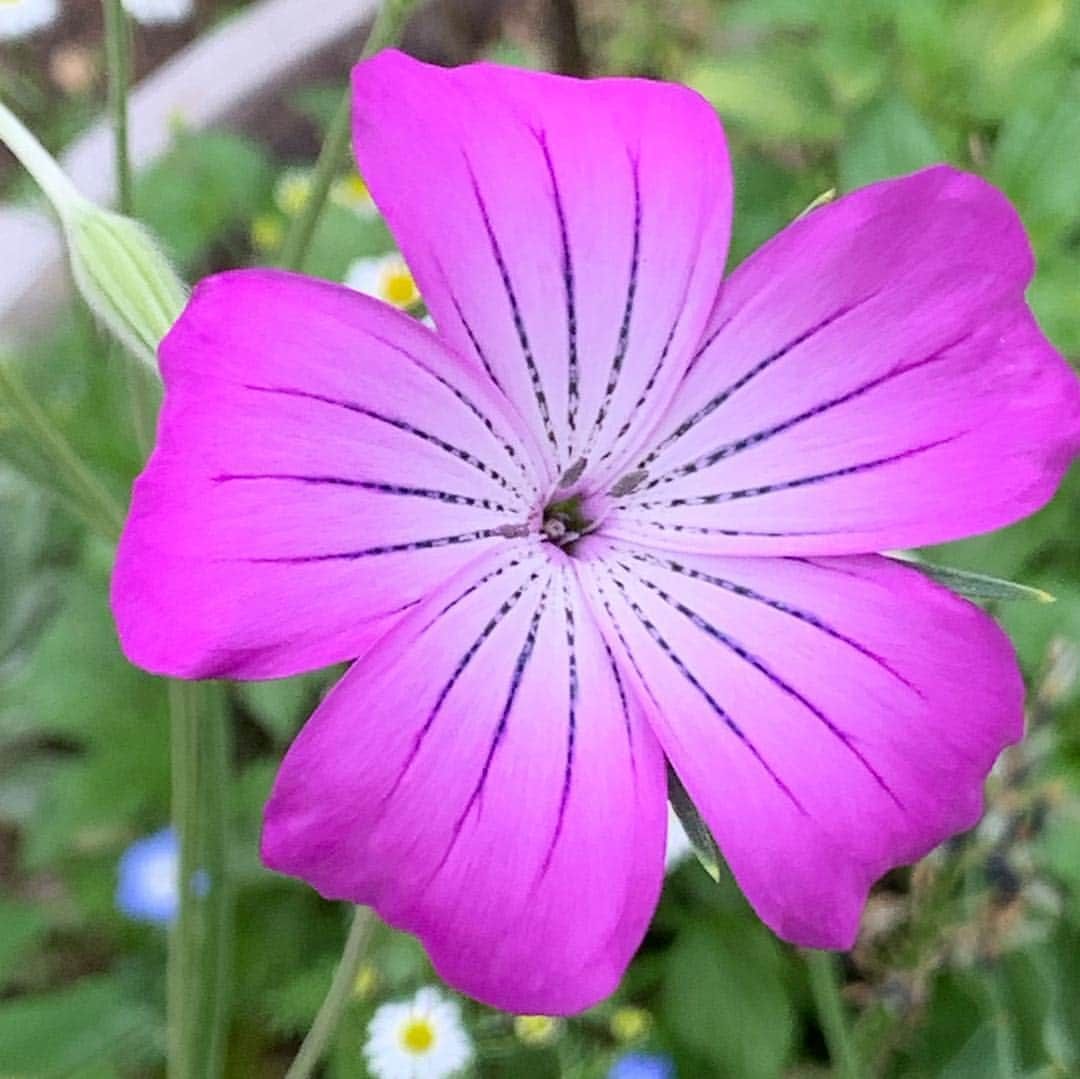 渡辺裕之さんのインスタグラム写真 - (渡辺裕之Instagram)「ゴールデンウィーク最終日の美人達 #花 #命 美人 #ゴールデンウィーク」5月6日 12時56分 - hiroyuki6267