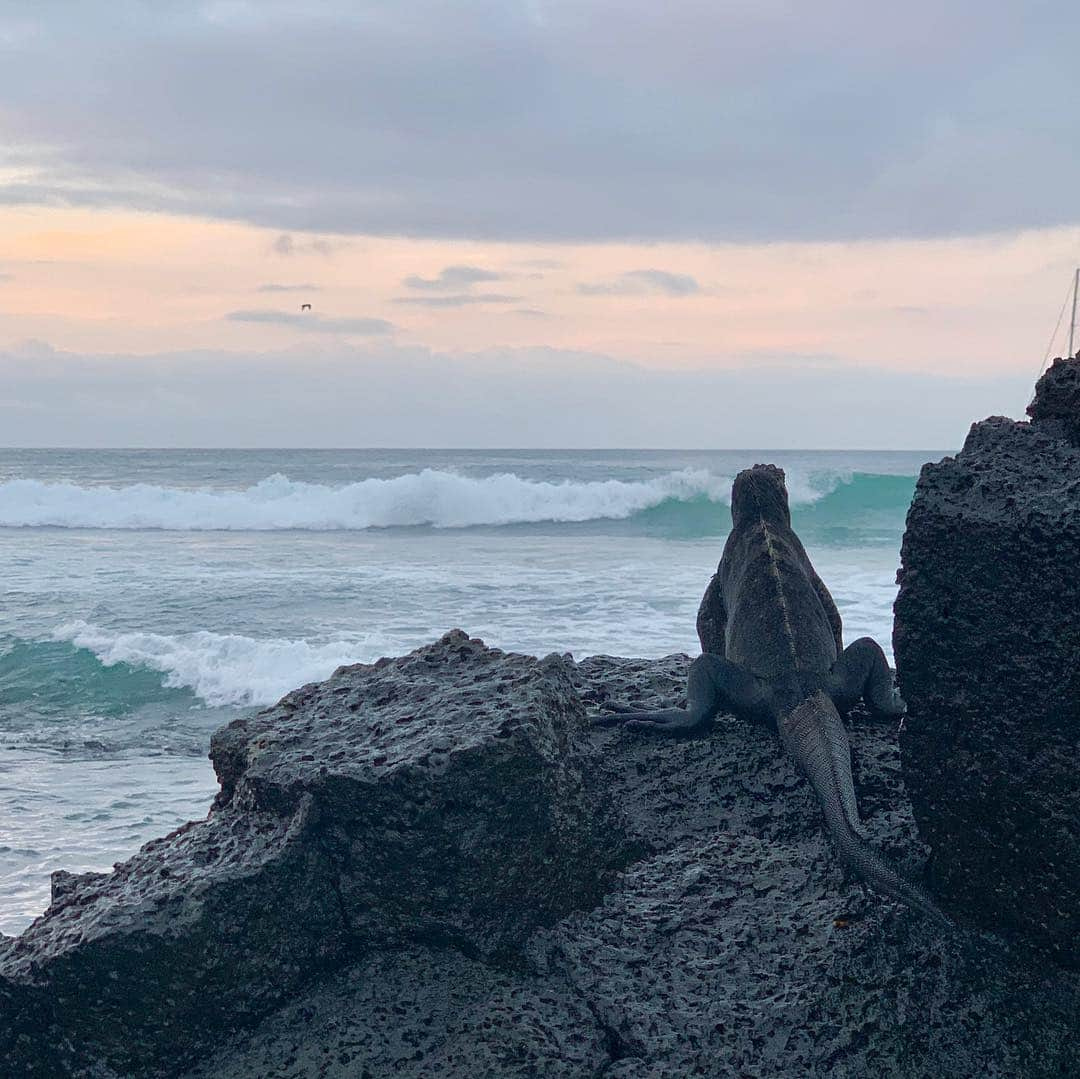 岡西佑奈さんのインスタグラム写真 - (岡西佑奈Instagram)「大自然の宝庫ガラパゴスへ。 目的はシャークダイビングですが 自然やゾウガメ、ウミイグアナなど 野生生物たちから心で学ぶ事が多い旅。 ウミイグアナの黄昏には心打たれました…。笑  #ウミイグアナの黄昏 #ガラパゴス#galapagos #書道#書家#書道家#calligraphy#art」5月6日 12時56分 - yuunaokanishi