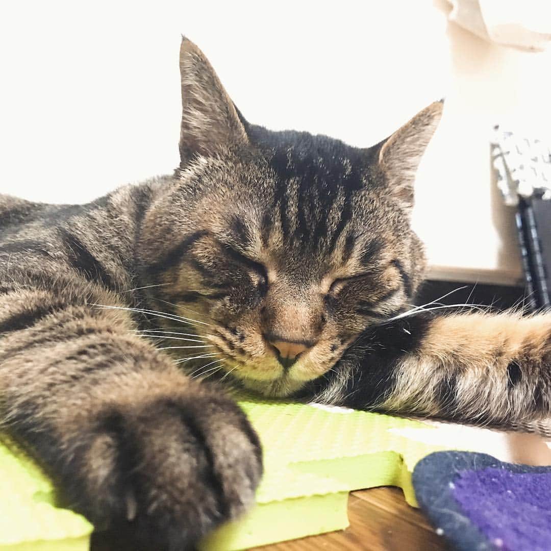Musashiさんのインスタグラム写真 - (MusashiInstagram)「おはムサシ！ ごろ寝によい気候ですね。Sleepy head. #musashi #mck #cat #キジトラ #ムサシさん #musashi_the_cat #ねこすたぐらむ」5月6日 13時18分 - _daisy