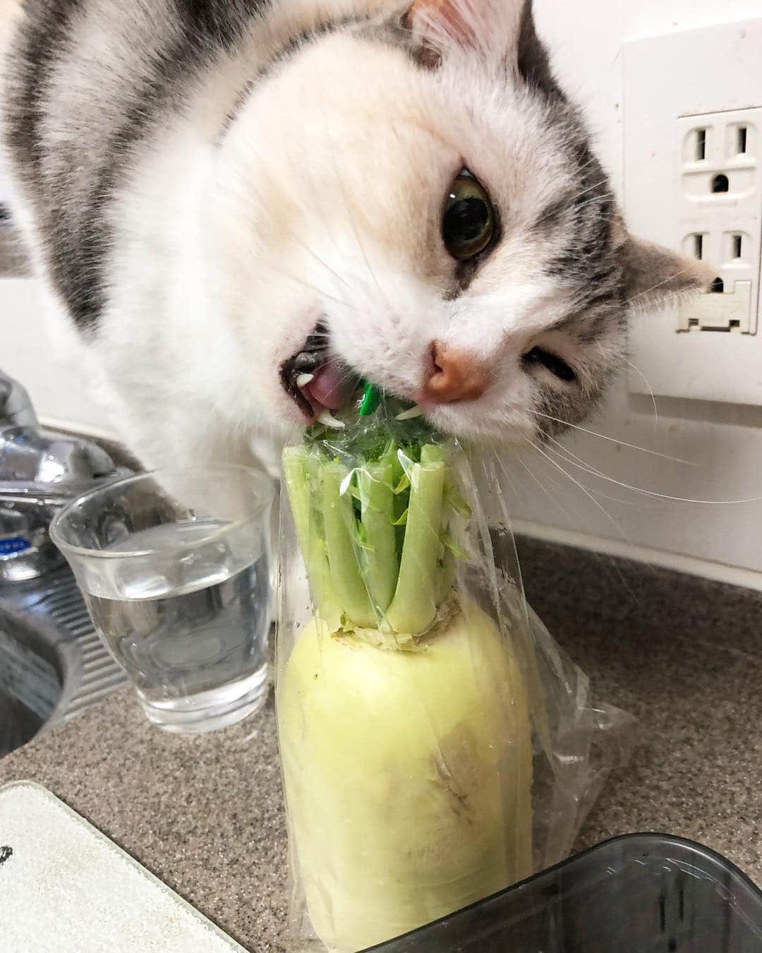 ホタテ＆クラム＆シラスのインスタグラム：「‪君はいつから草食動物になったのか‬ #cat #neko #ScottishFold #猫 #ねこ #スコティッシュフォールド #catstagram #instagram #instagramjapan #ig_japan #igersjp」
