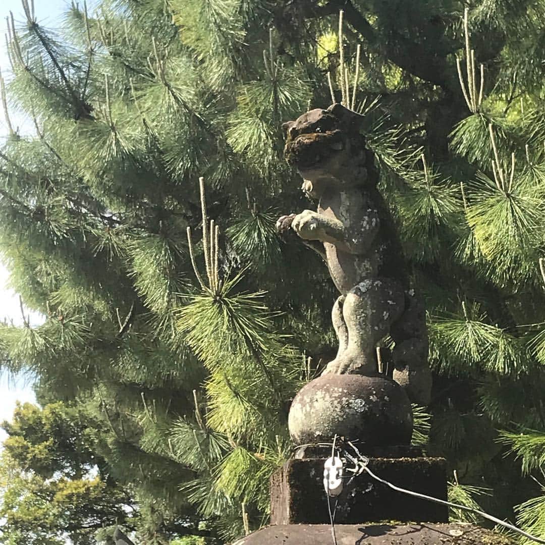 丸山敬太さんのインスタグラム写真 - (丸山敬太Instagram)「唐津神社にお参りして、おみくじで大吉を引き当てたり。  狛犬がチンチンしてるとか。  旅の記憶」5月6日 13時41分 - keitamaruyama