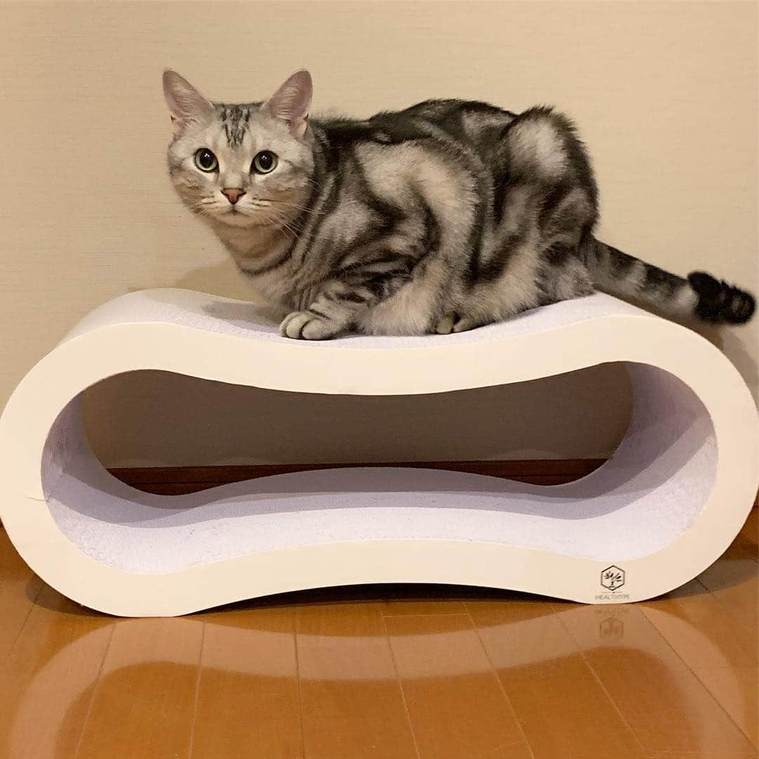 Alain アランさんのインスタグラム写真 - (Alain アランInstagram)「Good morning! Bonjour! I got a birthday present from @healthy_hope__ .  I like this scratcher. Thank you so much! * おはようございますにゃん！ helthype さん（ @healthy_hope__ ) から、アランにステキな誕生日プレゼント🎁をいただきました！ 「白い8の字スクラッチャー（大）」です。 身体の大きなアランも大満足。 白くてシンプルなデザインなので、うちのインテリアにもなじみます。 ありがとうございました！ ※最初に、ほんのすこーし、キャットニップをまぶしたら、すぐに使ってくれました（笑）。 * #healthype #ヘルシープ #catstagram #cat_features  #topcatphoto #cutepetclub #catsofinstagram #ig_catclub #cats_of_world #meowsandwoofs #meowvswoof#nc_cuties #excellent_cats #catstocker  #bestmeow #magnificenteowdels#bestcats_oftheworld#INSTACAT_MEOWS #peco #スタペグラム#ペピ友#animalsco#mofmo#instadaily#ふわもこ部#アメショー#ビューティープロコンテスト @beautypro_contest #lovelycatonline#映画ペット2キャンペーン」5月6日 5時46分 - alain_cat