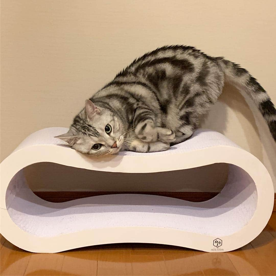 Alain アランさんのインスタグラム写真 - (Alain アランInstagram)「Good morning! Bonjour! I got a birthday present from @healthy_hope__ .  I like this scratcher. Thank you so much! * おはようございますにゃん！ helthype さん（ @healthy_hope__ ) から、アランにステキな誕生日プレゼント🎁をいただきました！ 「白い8の字スクラッチャー（大）」です。 身体の大きなアランも大満足。 白くてシンプルなデザインなので、うちのインテリアにもなじみます。 ありがとうございました！ ※最初に、ほんのすこーし、キャットニップをまぶしたら、すぐに使ってくれました（笑）。 * #healthype #ヘルシープ #catstagram #cat_features  #topcatphoto #cutepetclub #catsofinstagram #ig_catclub #cats_of_world #meowsandwoofs #meowvswoof#nc_cuties #excellent_cats #catstocker  #bestmeow #magnificenteowdels#bestcats_oftheworld#INSTACAT_MEOWS #peco #スタペグラム#ペピ友#animalsco#mofmo#instadaily#ふわもこ部#アメショー#ビューティープロコンテスト @beautypro_contest #lovelycatonline#映画ペット2キャンペーン」5月6日 5時46分 - alain_cat