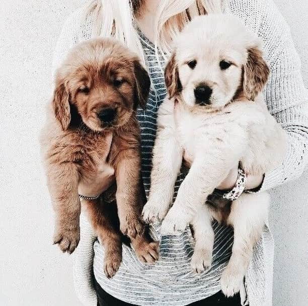 チェイサーのインスタグラム：「the only thing better than one puppy... is two puppies!💞🐶 #chaserbrand #viapinterest」