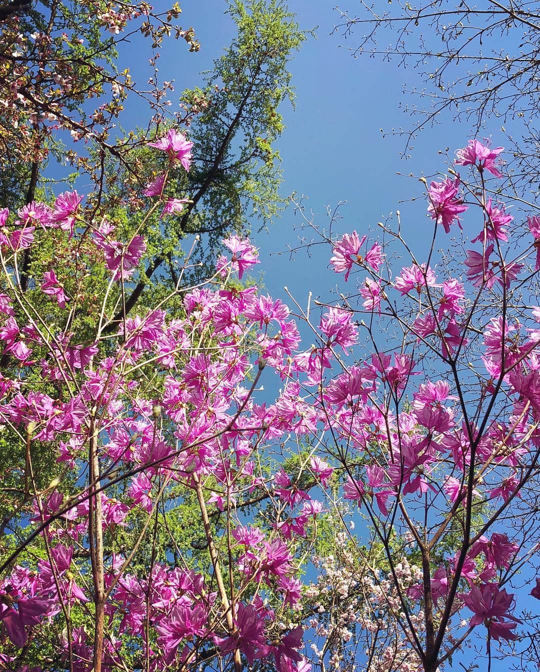 藤崎奈々子さんのインスタグラム写真 - (藤崎奈々子Instagram)「GWは久しぶりに別荘に遊びに行きました ・ 富士山が近く綺麗に見えるので 私の中ではパワースポット🏔 ・ お庭のツツジと桜が綺麗で 散策しながら写真を撮って楽しみました🌸 ・ #日本#山梨#富士山#河口湖#パワースポット」5月6日 6時22分 - nanakofujisaki