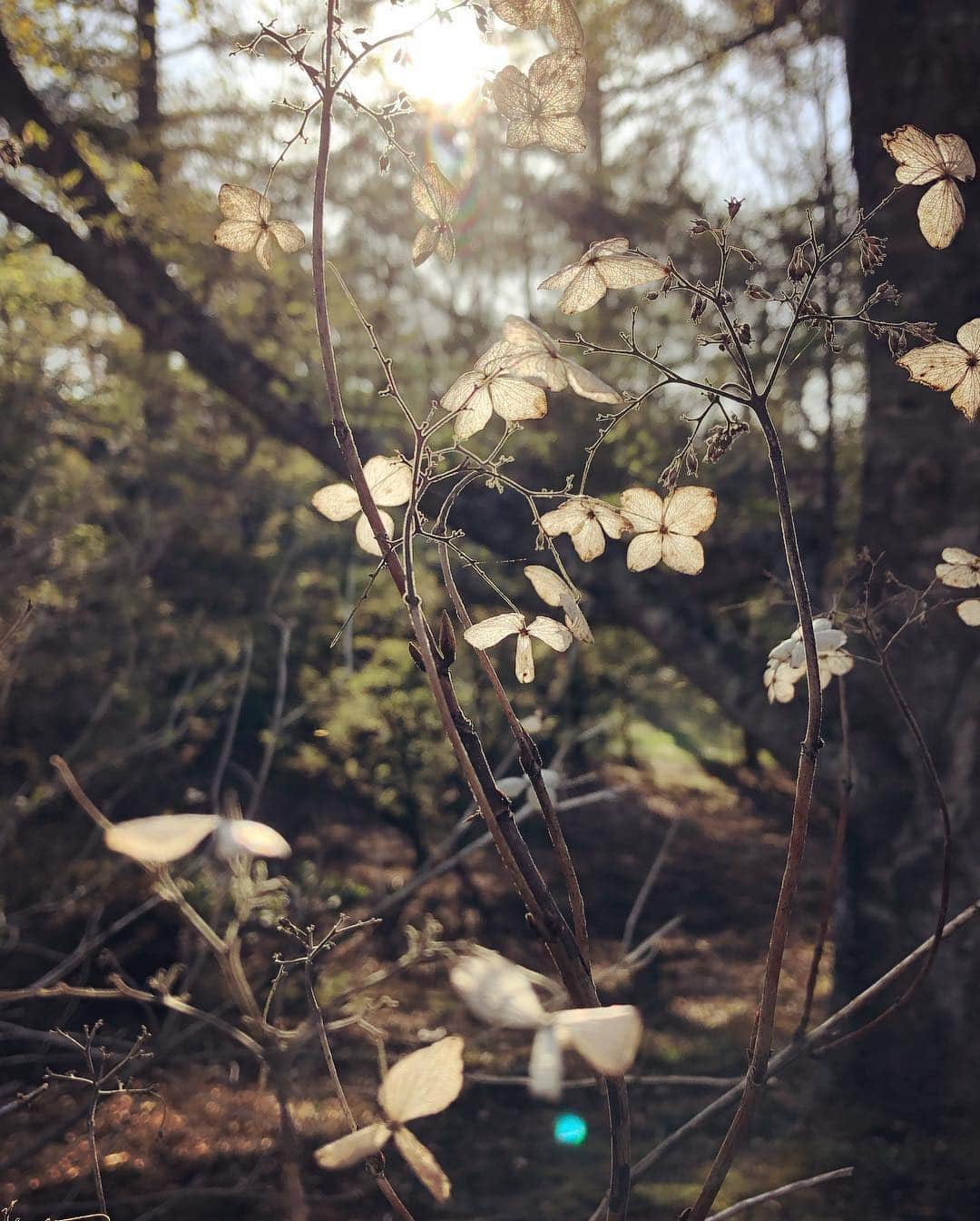 藤崎奈々子さんのインスタグラム写真 - (藤崎奈々子Instagram)「GWは久しぶりに別荘に遊びに行きました ・ 富士山が近く綺麗に見えるので 私の中ではパワースポット🏔 ・ お庭のツツジと桜が綺麗で 散策しながら写真を撮って楽しみました🌸 ・ #日本#山梨#富士山#河口湖#パワースポット」5月6日 6時22分 - nanakofujisaki