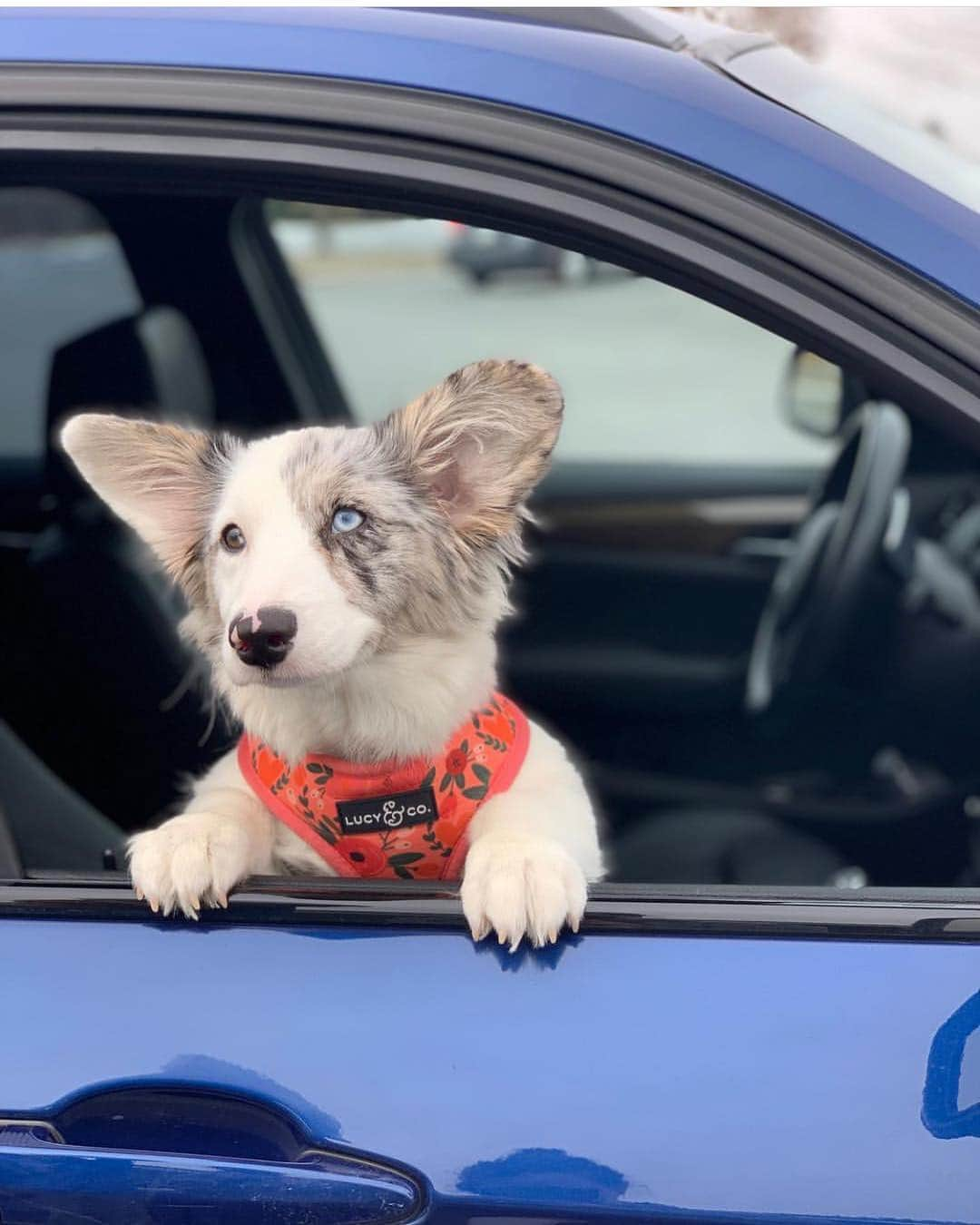 DogsOf Instagramさんのインスタグラム写真 - (DogsOf InstagramInstagram)「“Got my new harness from @lucyand.co 😍 can’t wait to wear my puffer vest and bandana” writes @laylathefluff  #dogsofinstagram」5月6日 6時36分 - dogsofinstagram