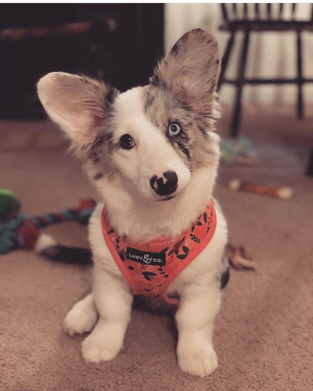 DogsOf Instagramさんのインスタグラム写真 - (DogsOf InstagramInstagram)「“Got my new harness from @lucyand.co 😍 can’t wait to wear my puffer vest and bandana” writes @laylathefluff  #dogsofinstagram」5月6日 6時36分 - dogsofinstagram