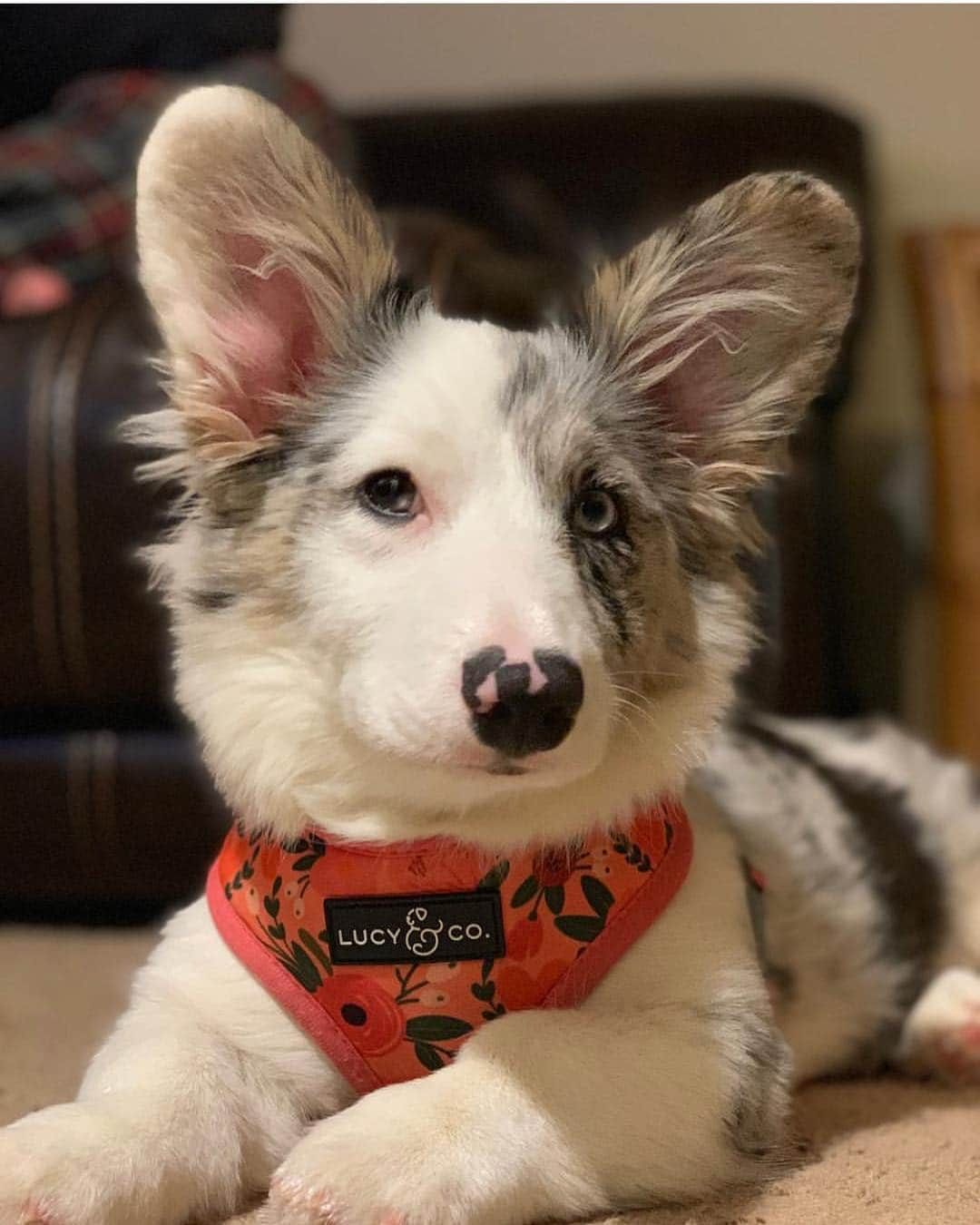 DogsOf Instagramさんのインスタグラム写真 - (DogsOf InstagramInstagram)「“Got my new harness from @lucyand.co 😍 can’t wait to wear my puffer vest and bandana” writes @laylathefluff  #dogsofinstagram」5月6日 6時36分 - dogsofinstagram