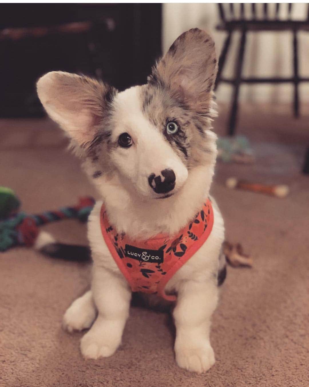 DogsOf Instagramのインスタグラム：「“Got my new harness from @lucyand.co 😍 can’t wait to wear my puffer vest and bandana” writes @laylathefluff  #dogsofinstagram」