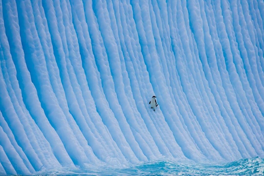 ナショナルジオグラフィックさんのインスタグラム写真 - (ナショナルジオグラフィックInstagram)「Photo by Paul Nicklen @PaulNicklen | The ridges of an iceberg, shaped by persistent ocean currents, provide the perfect resting spot for this lone chinstrap penguin. While adult penguins can swim up to 80km a day, it takes a while for young penguins to reach this distance with ease. They are adjusting to their life at sea and developing breast muscles, which can leave them particularly vulnerable to hungry Antarctic predators. #FollowMe at @PaulNicklen for more photos of penguins in #Antarctica. #polar #penguins #iceberg」5月6日 6時34分 - natgeo