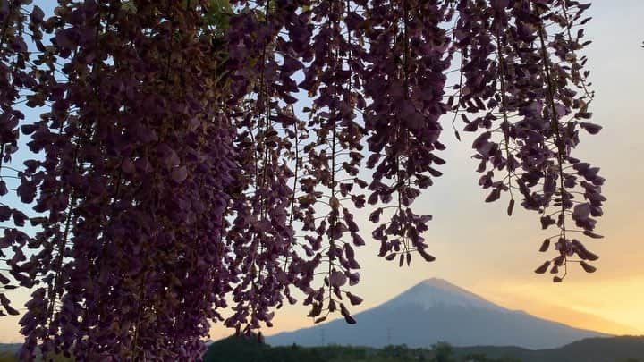 phantastic420のインスタグラム：「. 🤩🤩“Shizuoka” prefecture in Japan is a place where you can see the most “phantastic” Mt. Fuji🗻 in the world.🤩 #富士山 #mtfuji #japan #shizuoka #fujinomiya  #phantastic420photography #mostphantasticmtfuji #selamatpagi  #goodmorning  #おはようございます 😇😇😇😇😇😇😇🗻😇😇 仕事しま〜す🤣皆さん連休最終日お楽しみくださいませ〜😍」