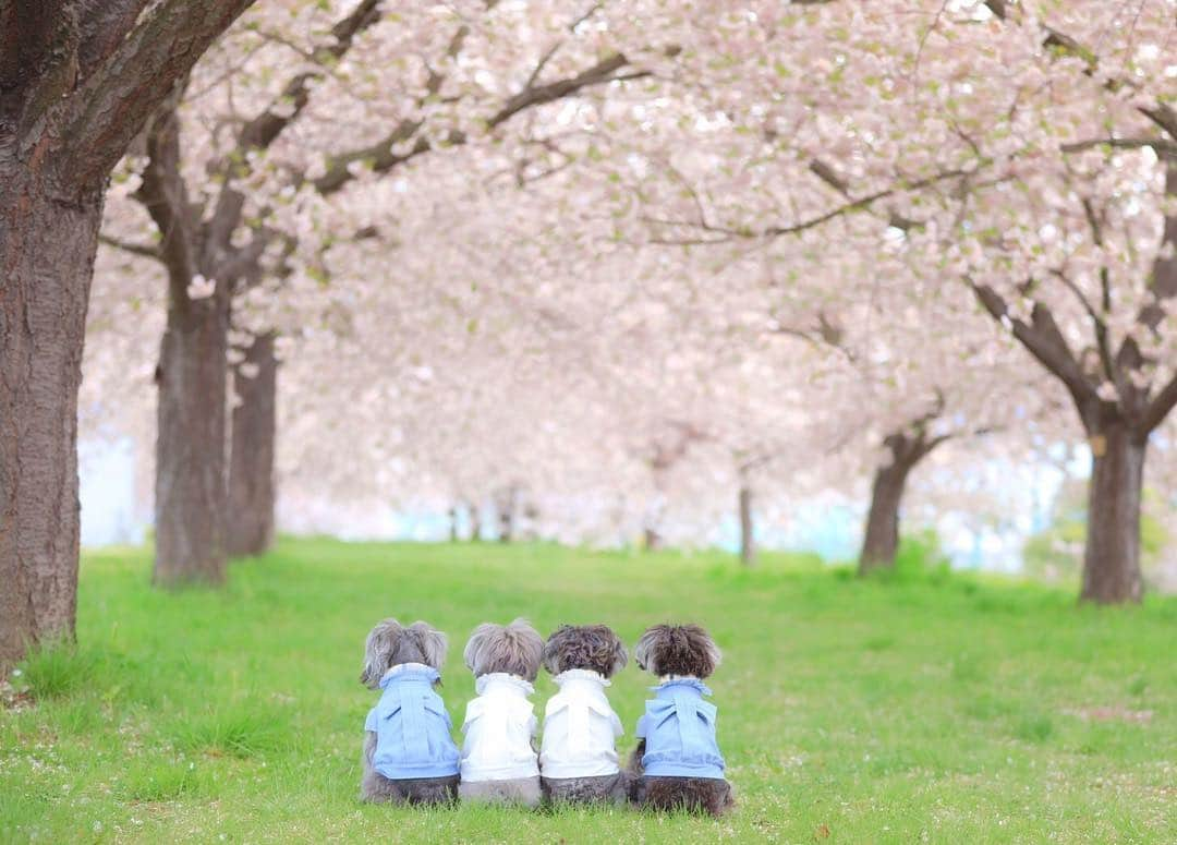 中野区在住のミニシュナのInstagramさんのインスタグラム写真 - (中野区在住のミニシュナのInstagramInstagram)「⑅︎◡̈︎* ・ ٩(ˊᗜˋ*)وおはよぉ。 ・ 初めての10連休も今日が最終日ヾ(≧︎∪︎≦︎*)ﾉ〃 名残惜しいけど、たくさんたくさん遊んで思い出もいっぱい◡̈⃝︎⋆︎* ・ 来週はいよいよ髭犬祭♥︎︎∗︎*ﾟ 天気予報から☂️マークも取れて一安心(✿︎´ ꒳ ` )♡︎ 色々用意しなくては〜ʕ·͡ˑ·ཻʔෆ⃛ʕ•̫͡•ོʔ ・ #信州旅行  #旅日記  #まだまだ続きます  #千曲川堤防桜堤  #信州花フェスタ2019  #長野のいいところ  #小布施  #八重桜  #はなまっぷ桜2019  #長野観光  #ふわもこ部  #しゅなら部 #ミニチュアシュナウザー #ミニシュナ #シュナウザー #miniatureschnauzer #schnauzer #schnauzerofinstagram #schnauzer_lovers  #schnauzer_of_instagram  #schnauzer_feature  #east_dog_japan #all_dog_japan  #todayswanko  #dogsta #pecoいぬ部 #qpetいぬ部 #イヌトミィ」5月6日 7時29分 - marble_eve