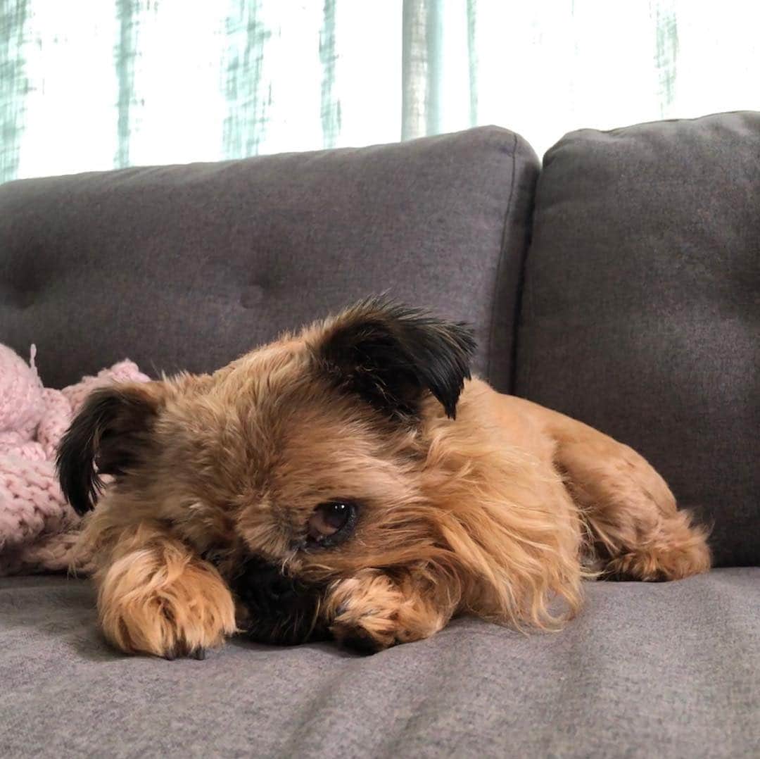 Digby & Aloのインスタグラム：「When you want a treat so you put your cute face on.」