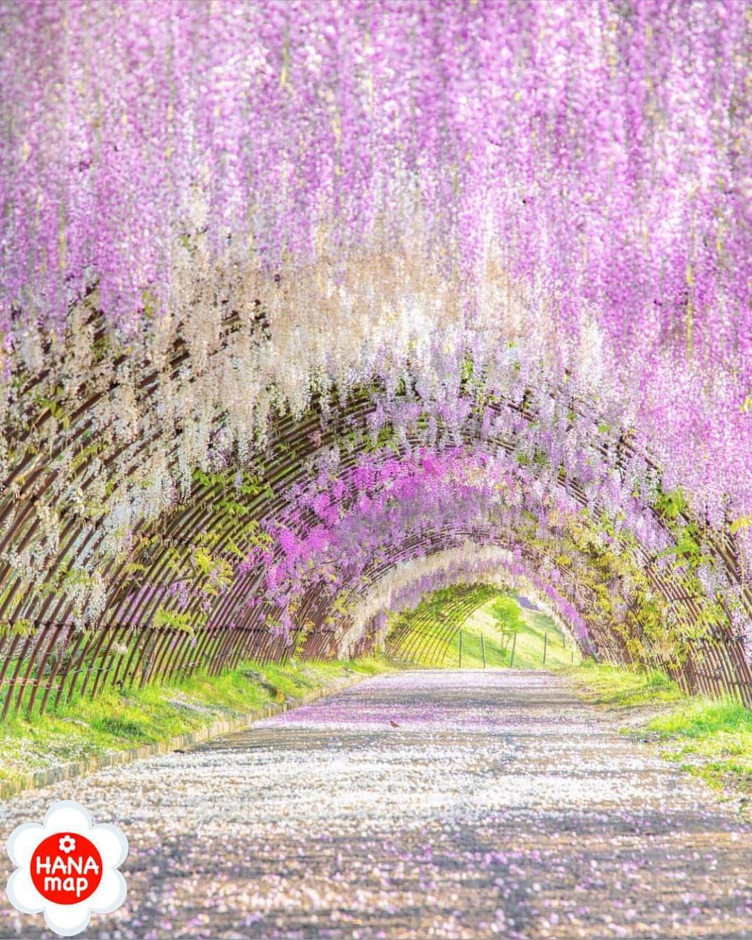 はなまっぷ❁日本の花風景さんのインスタグラム写真 - (はなまっぷ❁日本の花風景Instagram)「🌸はなまっぷ🌸 * @mai_7100 さんの 花のある風景に花まるを💮 * 色とりどりに輝く絶景の藤のトンネルをありがとうございます😊🌸 * 福岡  #河内藤園 Kawachi Fuji‑en Wisteria Tunnels, Fukuoka Pref. * 🌼フジの花言葉📝🌼 歓迎、陶酔 * 見頃を過ぎている場合もございます。お出かけの際はHP等で最新の情報をご確認くださいね🙏🌸 * 🌸•••🌸•••🌸•••🌸•••🌸•••🌸 * いつも素敵なお花をありがとうございます😊 日本の花のある風景にタグ付けしてください🌸 お花があれば何でもOKです💓 * #はなまっぷ * #日本の美しい花風景#花のある風景#花#花言葉#花畑#藤#フジ」5月6日 7時25分 - hanamap