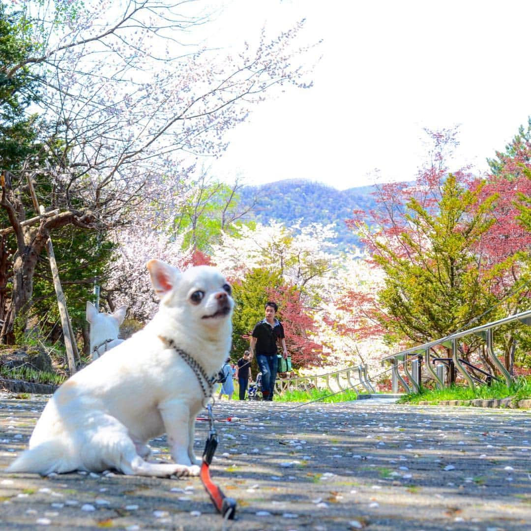 KORIKIさんのインスタグラム写真 - (KORIKIInstagram)「おはようございます♪ * #お写んぽ  #桜 #dogofsapporo #dog, #dogs, #dogstagram,#chihuahua,#犬バカ部,#チワワ,#koriki, #hanadog #白スムチ連合会, #スムチー,  #dogofthedayjp, #dogoftheday  #ilovemydog #instadog #instapet #WhiteChihuahua  #吉娃娃 #치와와  #dogsofinstagram #Chihuahualover  #チワワの輪 #barkbox #WhiteChihuahuaParty #もふもふモフモフ」5月6日 7時35分 - koriki_dog